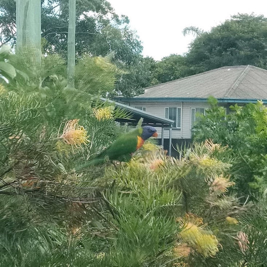 It's The Small Things That can Make Your Day... a gorgeous lorikeet in my front garden. 